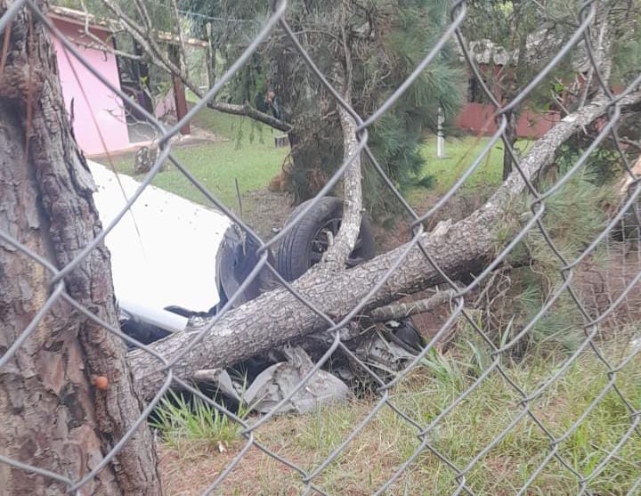  Land Rover bate e derruba árvore no Guacuri; a árvore caiu em cima do veículo